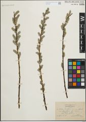 Foto von Salix humilis Marshall